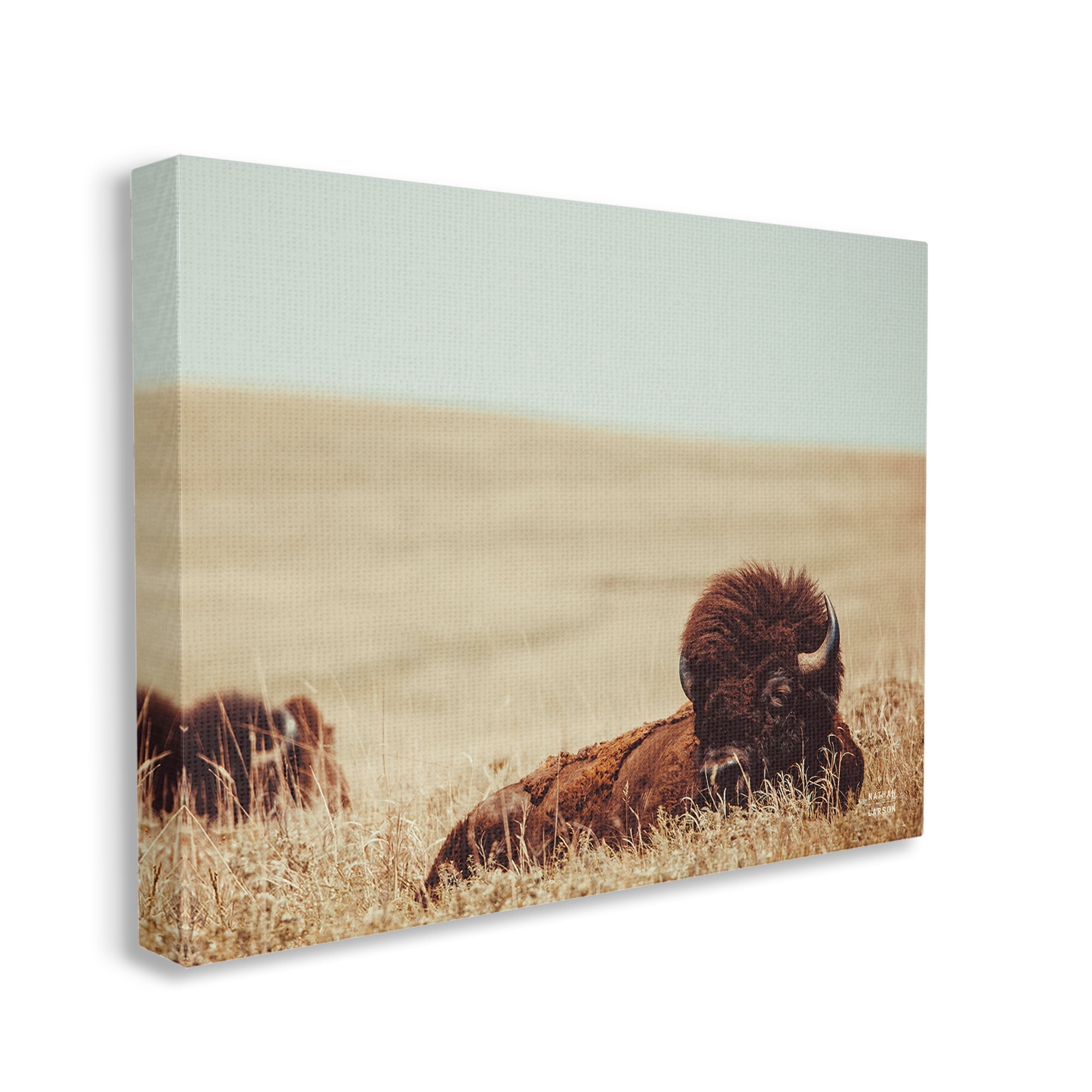 Stupell Industries Bison Relaxing in Field Animals & Insects Photography Gallery Wrapped Canvas Art Print Wall Art, 48 x 36