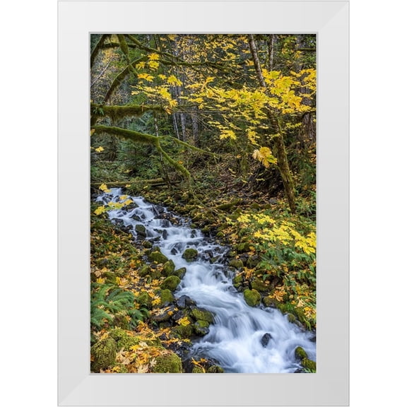Jaynes Gallery 11x14 White Modern Wood Framed Museum Art Print Titled - USA-Washington State-Olympic National Park Creek rapids and forest in autumn