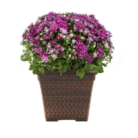 Better Homes & Gardens 1G Purple Mum (1-Pack) Full Sun Live Plant with Square Decorative Planter