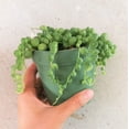 thumbnail image 3 of String Of Pearls Senecio Rowleyanus, Best Hanging or Trailing Succulent Plant - 4 inch with Clay Pot, 3 of 5