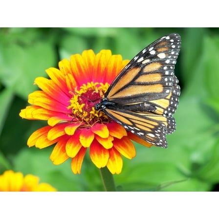 50 SOMBRERO ZINNIA Elegans Mexican Zinnia Haageana Orange Red Yellow Bicolor Flower Seeds