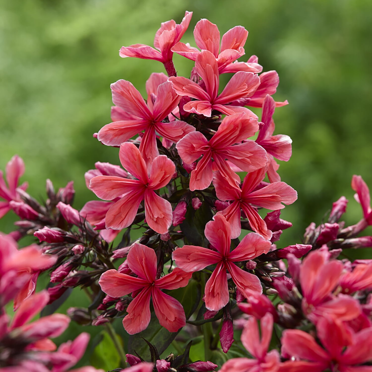 Van Zyverden Tall Phlox Paniculata Cleopatra Set of 9 Plant Roots Pink Partial Sun Fragrant 2 lb