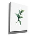 thumbnail image 2 of Epic Graffiti 'Eucalyptus III' by Seven Trees Design, Canvas Wall Art, 40"x54", 2 of 2