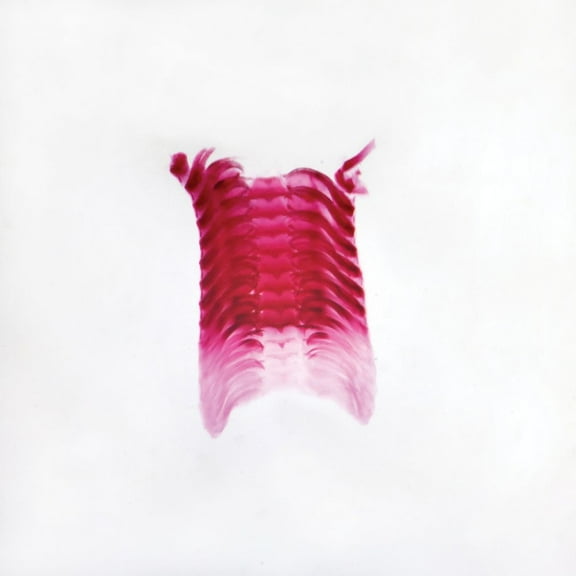 Snail Radula, W.M. Microscope Slide