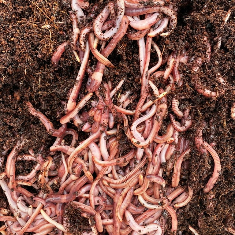 Speedy Worm - 100 Count - Live European Nightcrawlers they are a 2 - 3  Bait Size Red Worm / Compost Worm & Panfish Worm 