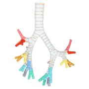 Axis Scientific Trachea and Bronchi Model - Scientific anatomy model, mini figure, Human anatomy system miniature, demonstration skill, learning school demonstration, educational model