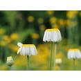 thumbnail image 2 of Bonin, Suzanne 24x19 White Modern Wood Framed Museum Art Print Titled - Lawn Daisies, 2 of 4