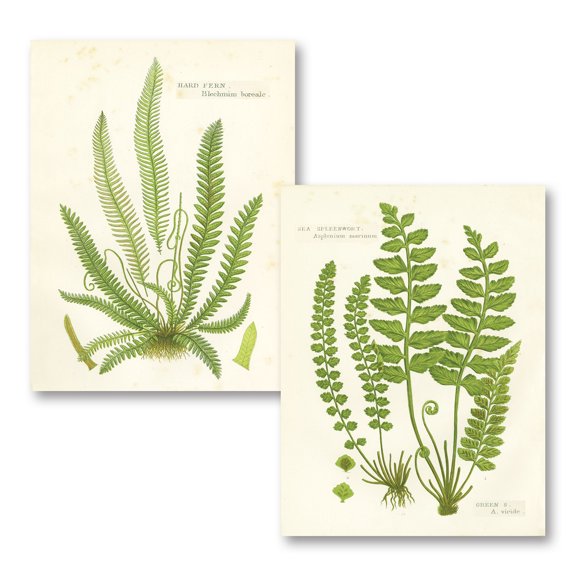 Gango Home Decor Vintage Fern I & II by Gwendolyn Babbitt (Printed on Paper); Two 12x16in Unframed Paper Posters