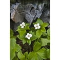 thumbnail image 2 of Rotenberg, Nancy 23x32 White Modern Wood Framed Museum Art Print Titled - ME, Acadia NP Bunchberry plant and rocks, 2 of 4