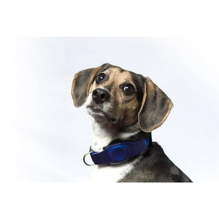 tracking device for dogs small realtime gps pet tracker waterproof collar tracking device walmart tracking device for dogs small realtime gps pet tracker waterproof collar tracking device walmart