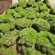 thumbnail image 2 of Simulación de césped de musgo, plantación de piel, simulación de césped, césped, planta de piedra de musgo, planta de simulación de musgo, pared de césped, 2 of 5