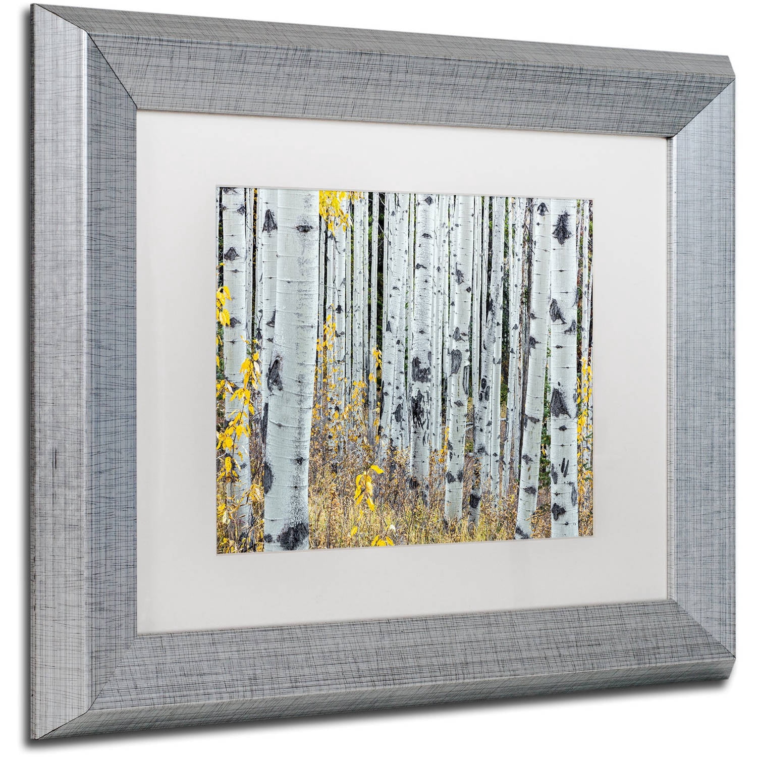 Trademark Fine Art 'Forest of Aspens' Canvas Art by Pierre Leclerc, White Matte, Silver Frame