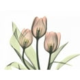 thumbnail image 2 of Koetsier, Albert 18x15 White Modern Wood Framed Museum Art Print Titled - Pink Tulip Bunch, 2 of 4