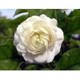 thumbnail image 3 of Grand Duke of Tuscany - Arabian Jasmine Plant - Triple Bloom- 4" Pot, 3 of 3