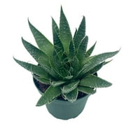 Gasteria Flow Haworthia Variegated Aloe, Tiger Aloe, Aloe Variegata, White Spotted, Polka dot lace Aloe in a 4 inch Pot
