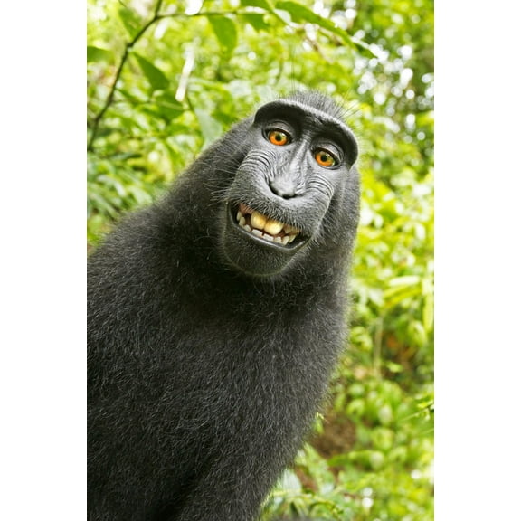 Art.com Monkey Selfie Photographic Print by David Slater, 12" x 18"