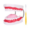 thumbnail image 2 of Modelo dientes, Modelo de Demostracia Modelo, para Niños enseñanza clínica, 2 of 7