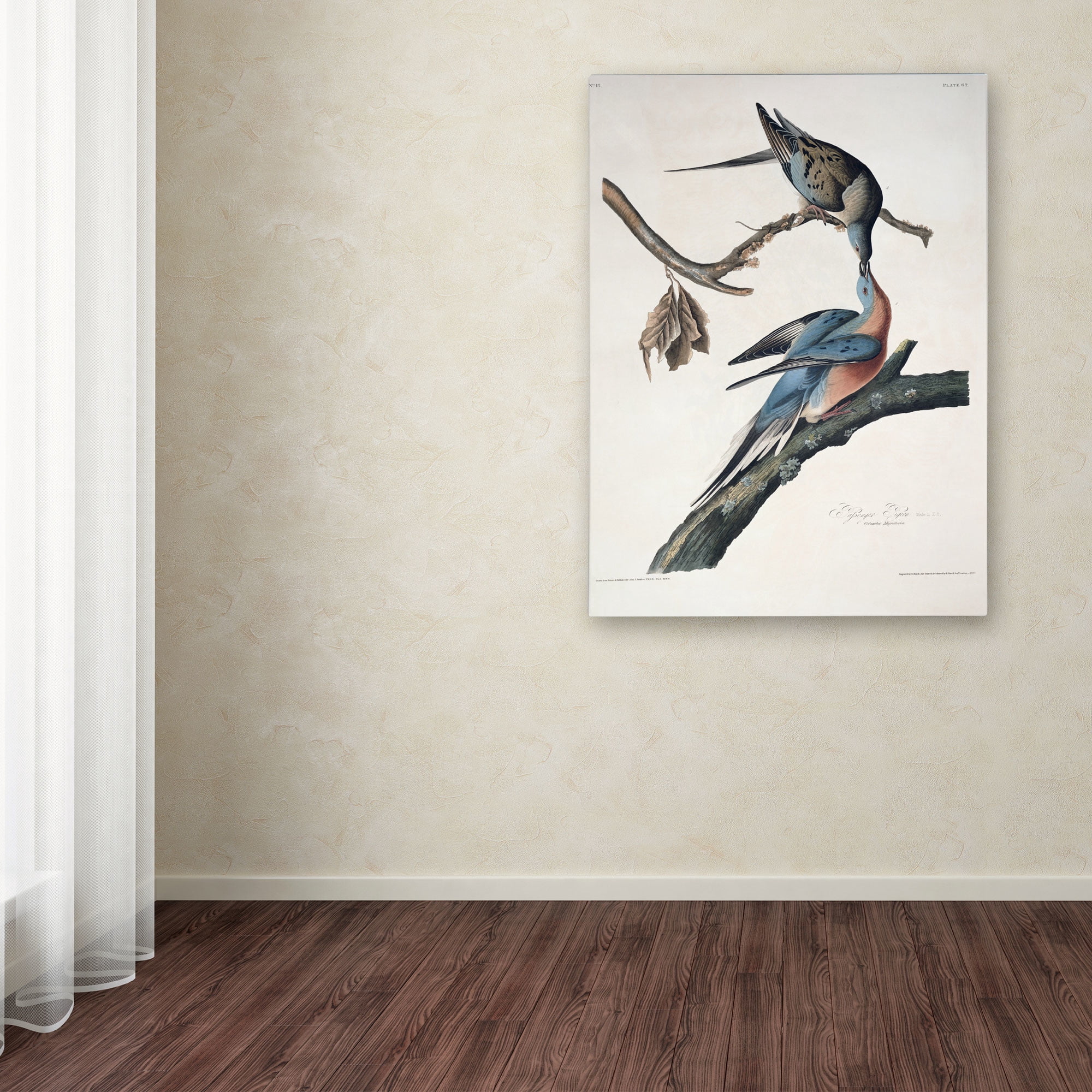 Trademark Fine Art "Passenger Pigeon" Canvas Art by John James Audubon