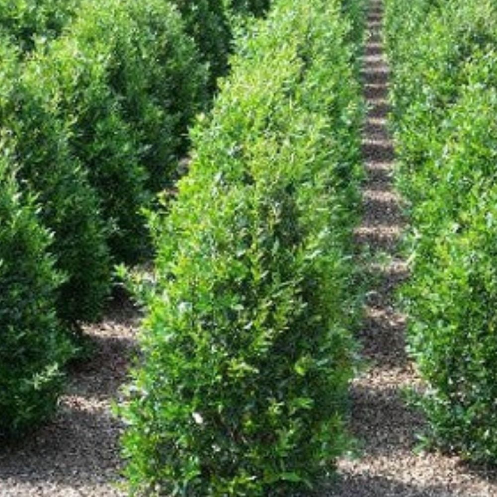 Expert Gardener 3-4 ft. tall Needle Point Holly Live Tree in 7-Gallon Grower Pot