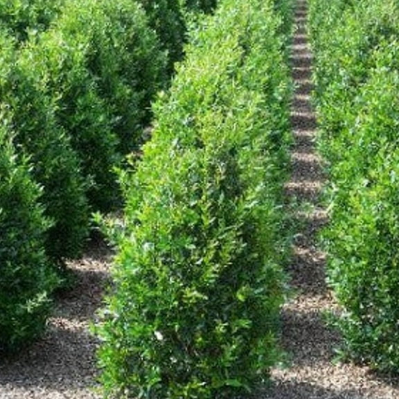 Expert Gardener 2-3 ft. Tall Needle Point Holly Live Tree in 3- Gallon Grower Pot