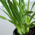 thumbnail image 5 of Expert Gardener Pardon Me Daylily (2.5 Quart) Re-Blooming Perennial with Red Blooms - Full Sun Live Outdoor Plant, 5 of 8