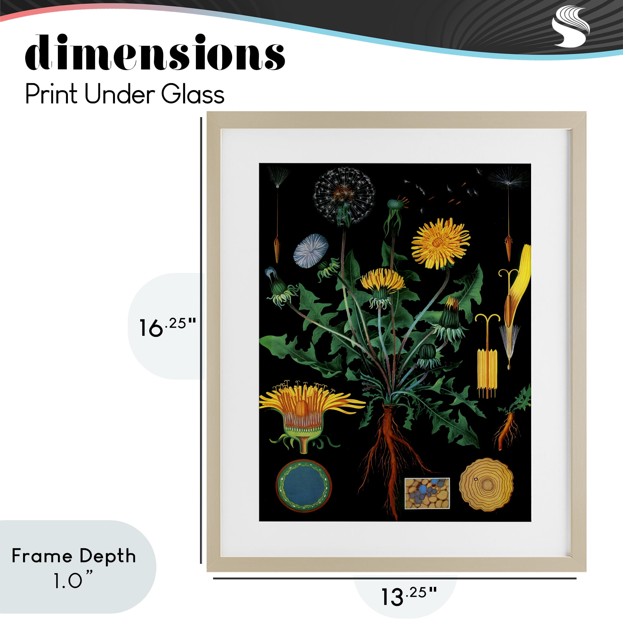 Stupell Industries Dandelion Botanical Illustration Birch Framed Print Under Glass, design by Vintage Hustle