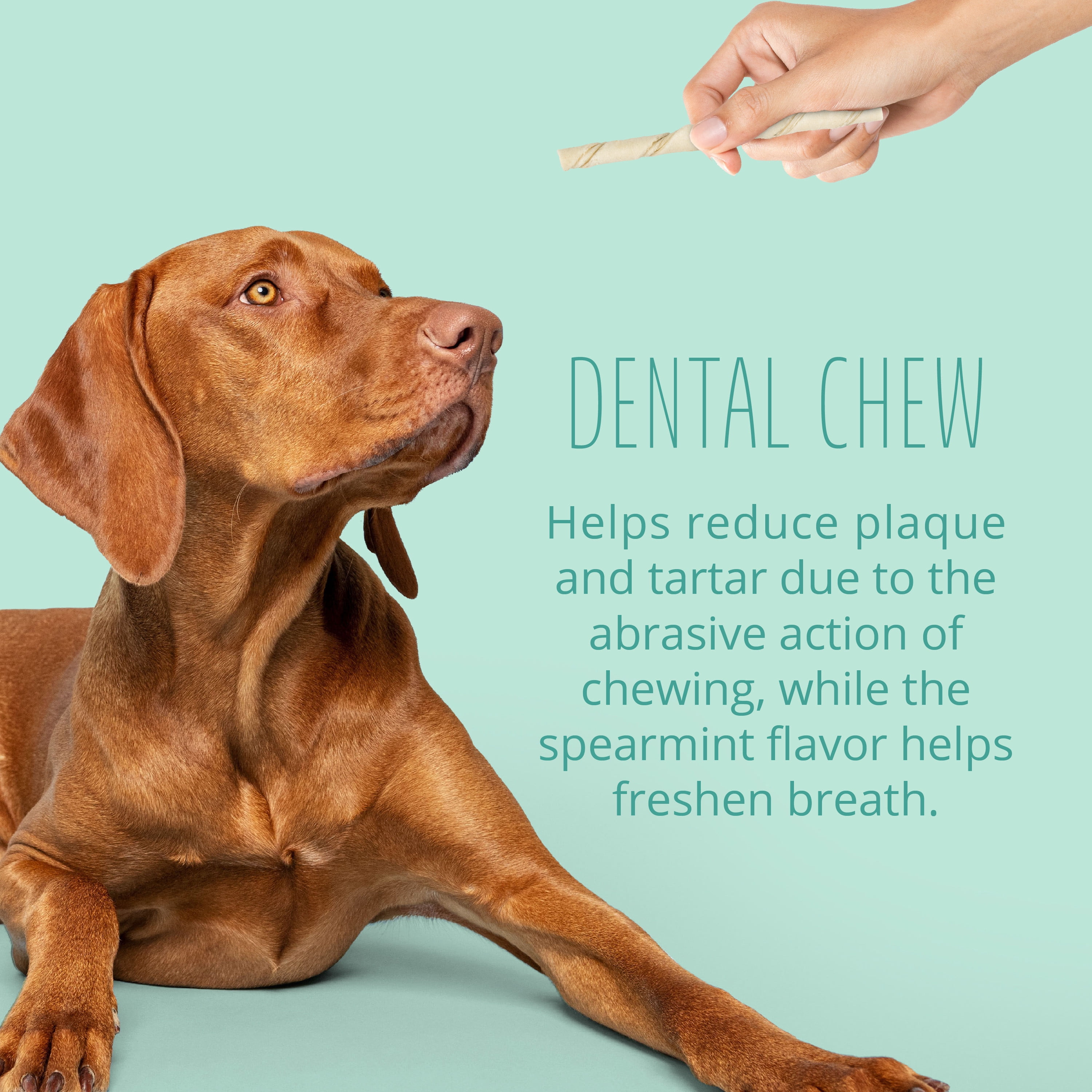 Better Belly Fresh Breath Dental Twist Sticks, Highly Digestible Rawhide Dental Chews, 50 Count