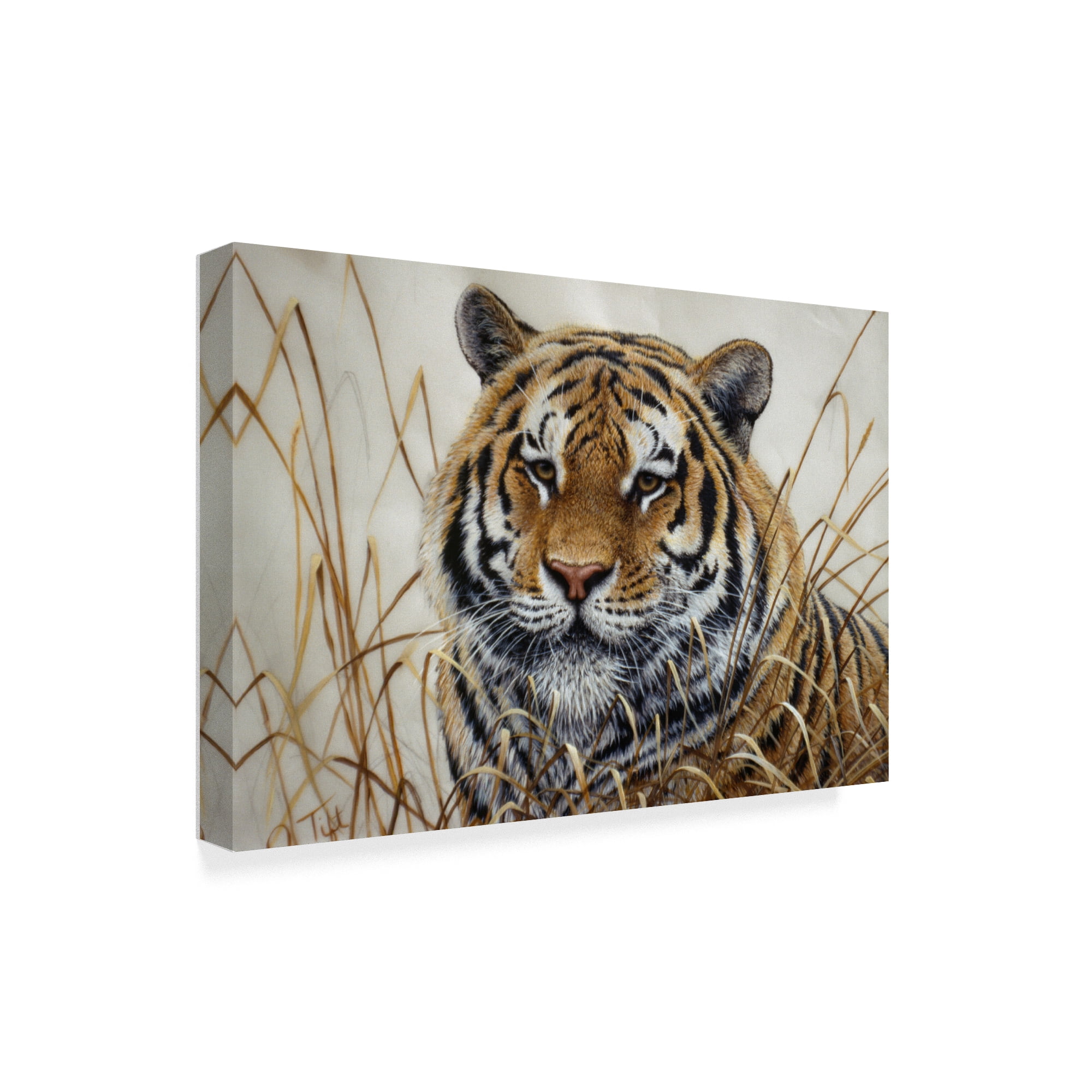 Trademark Fine Art 'Tiger' Canvas Art by Jeff Tift