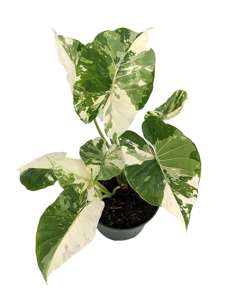 Rare Creme n� Green African Mask Elephant Ear Plant