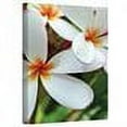 thumbnail image 2 of Kathy Yates "White Plumeria" Canvas Art, 2 of 3