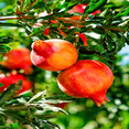 thumbnail image 3 of Salavatski Pomegranate Live Trees, Cold Hardy, Juicy Red Pomegranates, 3 of 6