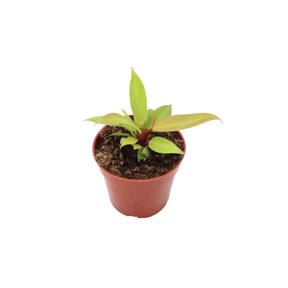 Philodendron Prince of Orange - 4" pot from California Tropicals