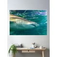 thumbnail image 2 of Grey Nurse Shark Underwater Poster Wall Art, Modern Wall Decor, 24x36 UNFRAMED, 2 of 3