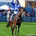 thumbnail image 4 of Breyer Modèle Traditionnel Échelle 1:9 Cheval / Winx Cheval de Course Australien, 4 of 6