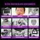 thumbnail image 4 of Teléfono Mini luz ultravioleta, portátil, teléfono móvil, alimentado por USB, lámpara UV, herramienta de limpieza de viaje, blanco, repuesto para iPhone, 4 of 7