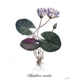 thumbnail image 3 of Sophie 6 12x14 Black Modern Framed Museum Art Print Titled - Nymphaea Caerulea, 3 of 5