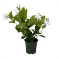 thumbnail image 2 of Belle of India Arabian Tea Jasmine Plant - Sambac - 4" Pot, 2 of 3