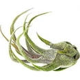 thumbnail image 3 of ragnaroc Air Plants - Tillandsia Pruinosa, Large 3-5" - 1ct - Live Arrival Guaranteed - House Plants for Home Decor & Gift, 3 of 6