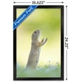 thumbnail image 3 of The Comedy Wildlife Photography Awards: Perdita Petzl - Conducting Wall Poster, 14.725" x 22.375" Framed, 3 of 5