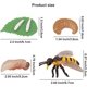 thumbnail image 3 of Simulación Ciclo de crecimiento de insectos Modelo 4 Juegos - Cuernos + Hormigas + Abejas + Mantis religiosa Zhivalor WRLF-332, 3 of 7
