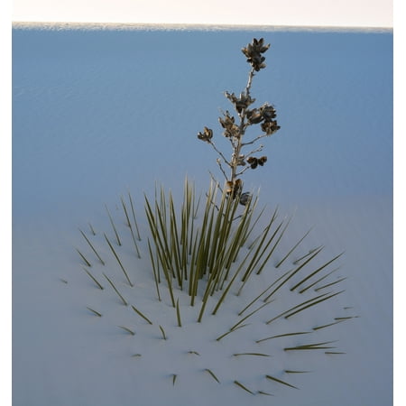 Soaptree Yucca (Yucca elata) at sand dune White Sands National Monument New Mexico USA Canvas Art - Panoramic Images (24 x