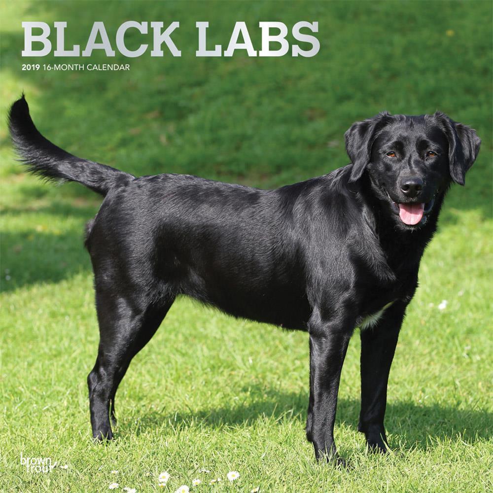 Labrador Retrievers, Black 2019 Square Foil (Other)