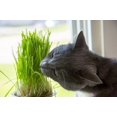 thumbnail image 3 of GSDWIUEW Seeds Cat Grass Annual Heirloom Grass for Planting, 3 of 8