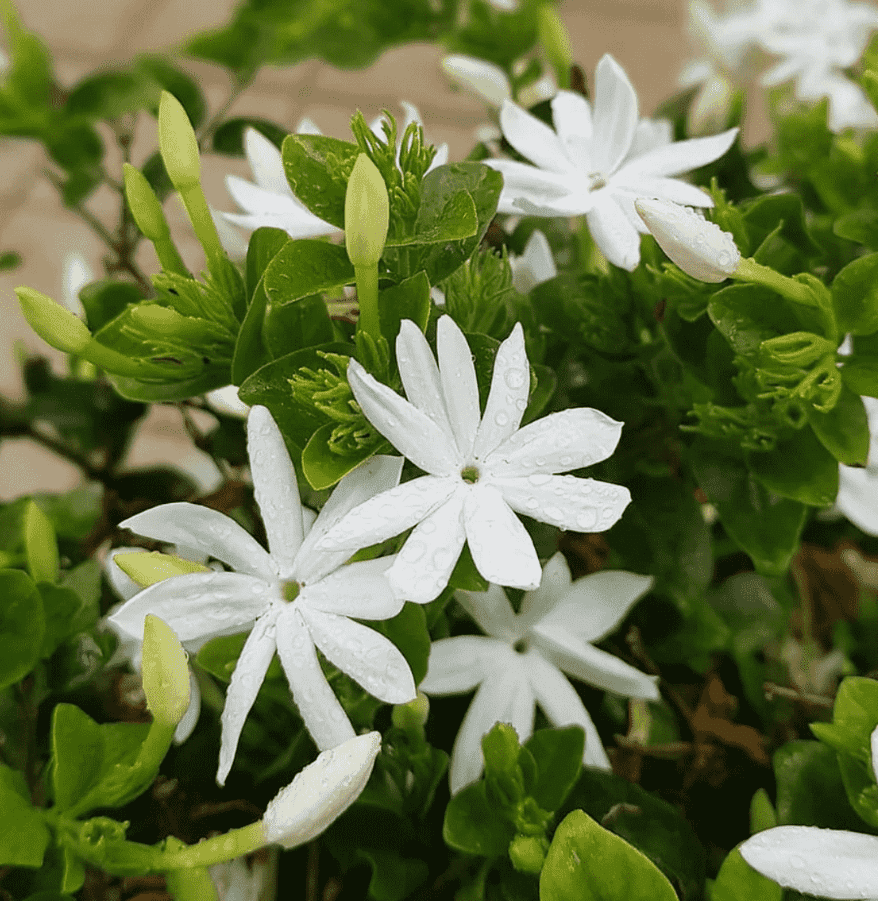 Downey Jasmine Plant Live, 4-8 Inches, Fragrant Jasmine Flower Vine for Planting