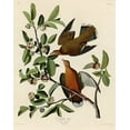 thumbnail image 2 of Vintage Apple Collection 20x24 Gold Ornate Wood Framed with Double Matting Museum Art Print Titled - Zenaida Dove, 2 of 4