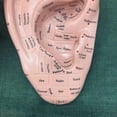 thumbnail image 4 of Ear Acupuncture Model Professional Reflexology Acupoint Learning Display Laboratory Supplies, 4 of 5