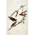 thumbnail image 2 of Audubon, John James 13x18 White Modern Wood Framed Museum Art Print Titled - Purple Finch, 2 of 4