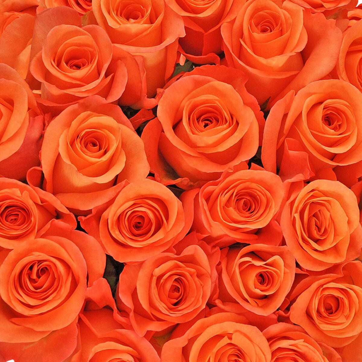Orange Roses Farm Direct Fresh Cut Flowers 50 Stems by