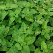 Bonnie Plants Lemon Balm 19.3 oz. 2-Pack