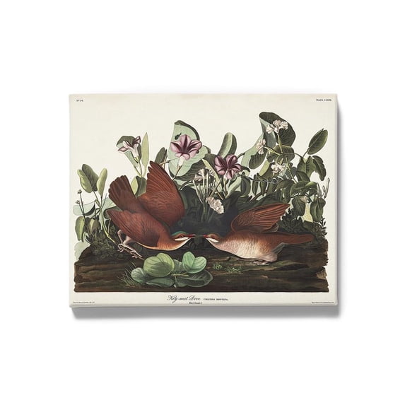 Key West Pigeon Iii Wrapped Canvas -John James Audubon Designs,